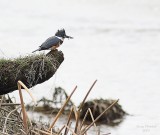 3-12-08 kingfisher with fish.jpg