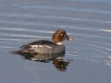 2-23-08 fm common golden eye_7800.JPG