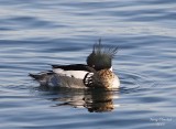 2-23-08 m red-breasted merganser wary eye_7826 c2.jpg