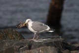 3-19-08 gull with starfish.JPG