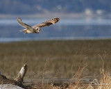 3-22-08 m short-eared owl 9203.JPG
