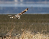 3-22-08 m short-eared owl 9204.JPG