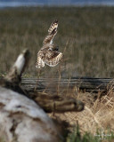 3-22-08 m short-eared owl 9224.JPG