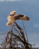 3-22-08 m short-eared owl 9247.JPG