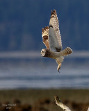 3-22-08 m short-eared owl 9286.JPG