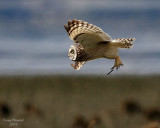 3-22-08 m short-eared owl 9287.JPG