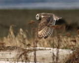3-22-08 m short-eared owl 9288.JPG