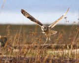 3-22-08 m short-eared owl 9290.JPG