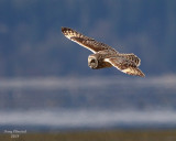 3-22-08 m short-eared owl 9303.JPG