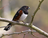 4-26-08 Towhee_0053.jpg