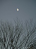 Moon and Tree