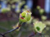 Budding Dogwood