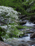 Middle Prong and Dogwoods