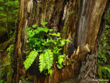 Fern in Tree