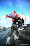 Diana (Opah) catch in GenSan