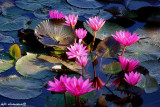 water lilies
