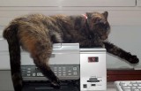 tele-chat-rgement / cat uploading