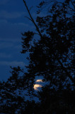 Moon entangled in the tree