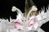 small beauty on my balcony
