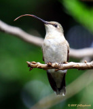 Ruby-throated Hummingbird