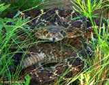 Western Diamondback (Crotalus atrox)