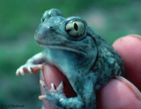 Plains Spadefoot (Spea bombifrons)