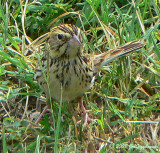 Big Bend rarity -- Bairds Sparrow