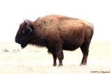 buffalo on a ghostly prairie