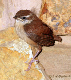 Carolina Wren fledgling