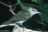 Red-eyed Vireo