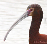 Hybrid Glossy/White-faced Ibis