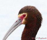 White-faced Ibis