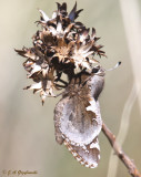 Yucca Giant-Skipper (Megathymus yuccae)