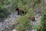  Black Bear sow and two cubs -Crowsnest Pass ALBERTA IMG_7569.JPG