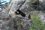  Black Bear sow and two cubs -Crowsnest Pass ALBERTAIMG_7575.JPG