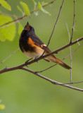 Paruline flamboyante, Cimetire Mont-Royal