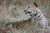 Leopard near Sandibe Lodge: DSC_0050.JPG