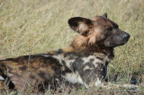 African wild dog: DSC_0136.JPG