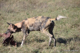 African wild dog: DSC_0255.JPG