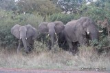 Elephants in the park