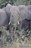 Elephants in the park
