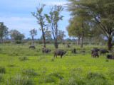 Cape buffalo milling about.jpg