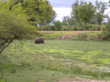 Elephant this was taken from the rooms veranda on Christmas morning 3.jpg