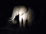 Elephant at the end of our last ride.jpg