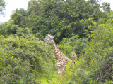 Giraffe having their Christmas breakfast 3.jpg