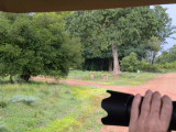 impala_and_puku
