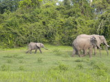 elephants