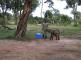  Baby Gnesh again he was bellowing for a milk.jpg