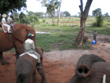  We rode Danny the second largest elephant.  He wants a treat.jpg