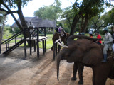 The loading platform and the smaller elephants.jpg